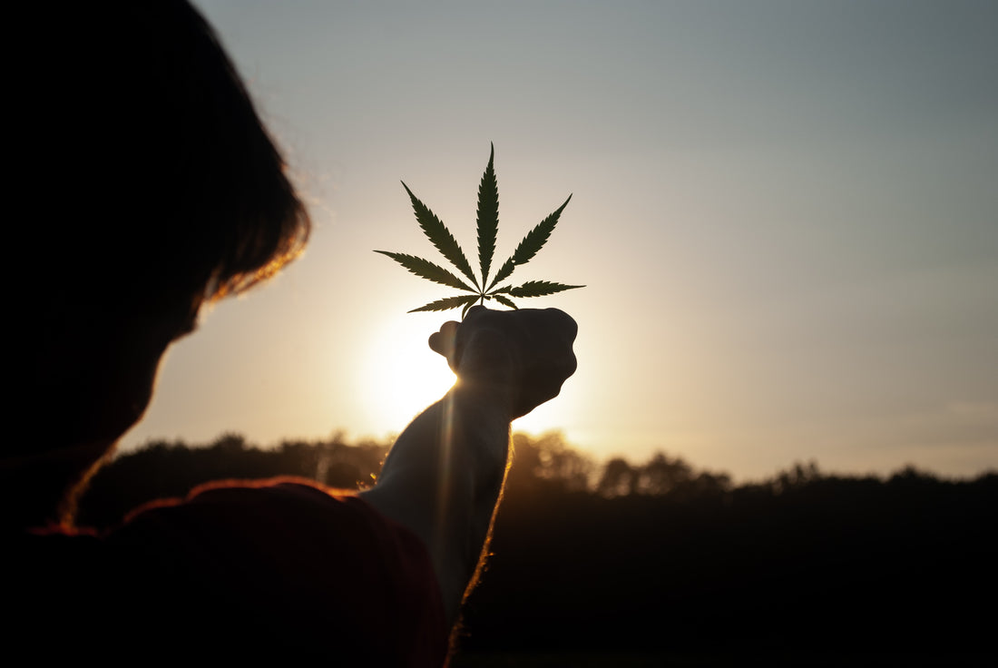 Safety First: The Science of Responsible Cannabis Consumption